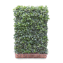 Hedera helix 'Green Ripple' (kant en klaar haag)